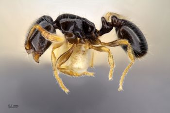 Media type: image;   Entomology 516378